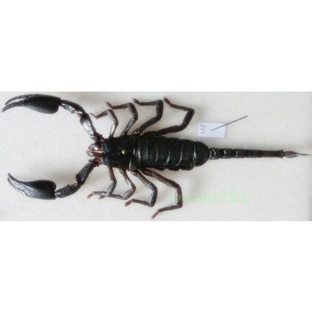 Heterometrus laoticus (Couzijn, 1981) +105mm Thailand16f